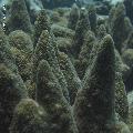 ../images/coraux-rod-genres-bd/Acropora/IMG_7318.jpg