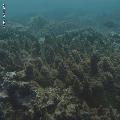 ../images/coraux-rod-genres-bd/Acropora/IMG_7322.jpg