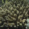 ../images/coraux-rod-genres-bd/Acropora/IMG_7533.jpg