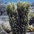 ../images/coraux-rod-genres-bd/Acropora/IMG_7895.jpg