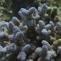 ../images/coraux-rod-genres-bd/Acropora/IMG_7900.jpg