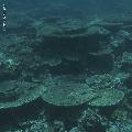 ../images/coraux-rod-genres-bd/Acropora/IMG_8182.jpg