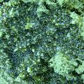 ../images/coraux-rod-genres-bd/Echinophyllia/DSC05766.jpg