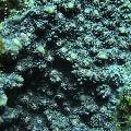 ../images/coraux-rod-genres-bd/Echinophyllia/DSC06759.jpg
