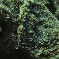 ../images/coraux-rod-genres-bd/Echinophyllia/IMG_6964.jpg