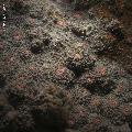 ../images/coraux-rod-genres-bd/Echinophyllia/IMG_7095.jpg