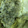 ../images/coraux-rod-genres-bd/Echinopora/DSC06255.jpg