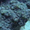 ../images/coraux-rod-genres-bd/Echinopora/DSC06605.jpg