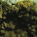 ../images/coraux-rod-genres-bd/Echinopora/IMG_7534.jpg