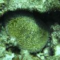 ../images/coraux-rod-genres-bd/Fungia/DSC06072.jpg