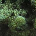 ../images/coraux-rod-genres-bd/Fungia/IMG_6821.jpg