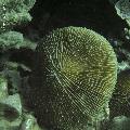 ../images/coraux-rod-genres-bd/Fungia/IMG_6828.jpg