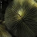 ../images/coraux-rod-genres-bd/Fungia/IMG_7435.jpg
