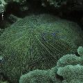 ../images/coraux-rod-genres-bd/Fungia/IMG_8148.jpg
