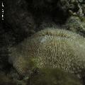 ../images/coraux-rod-genres-bd/Fungia/IMG_8274.jpg