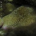 ../images/coraux-rod-genres-bd/Fungia/IMG_8289.jpg