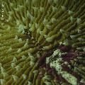 ../images/coraux-rod-genres-bd/Fungia/IMG_8325.jpg