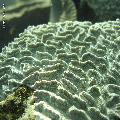 ../images/coraux-rod-genres-bd/Hydnophora/DSC06439.jpg