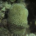 ../images/coraux-rod-genres-bd/Leptoria/IMG_6836.jpg