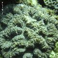../images/coraux-rod-genres-bd/Lobophyllia/DSC06098.jpg