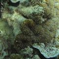../images/coraux-rod-genres-bd/Lobophyllia/IMG_6802.jpg