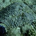 ../images/coraux-rod-genres-bd/Oulophyllia/DSC05790.jpg