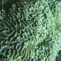 ../images/coraux-rod-genres-bd/Oulophyllia/DSC05795.jpg
