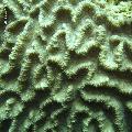 ../images/coraux-rod-genres-bd/Oulophyllia/DSC05799.jpg
