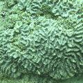 ../images/coraux-rod-genres-bd/Oulophyllia/DSC05803.jpg