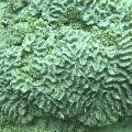 ../images/coraux-rod-genres-bd/Oulophyllia/DSC05803.jpg
