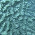../images/coraux-rod-genres-bd/Oulophyllia/DSC05872.jpg