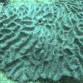 ../images/coraux-rod-genres-bd/Oulophyllia/DSC06029.jpg