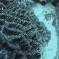 ../images/coraux-rod-genres-bd/Oulophyllia/DSC06607.jpg