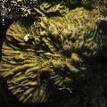 ../images/coraux-rod-genres-bd/Pavona/IMG_7851.jpg