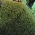 ../images/coraux-rod-genres-bd/Pavona/IMG_7978.jpg