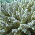 ../images/coraux-suit-genres/Genres-photossuit/Acroporidae-Acropora/DSC04043.jpg