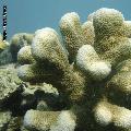 ../images/coraux-suit-genres/Genres-photossuit/Acroporidae-Acropora/DSC04120.jpg