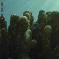 ../images/coraux-suit-genres/Genres-photossuit/Acroporidae-Acropora/DSC04172.jpg