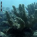 ../images/coraux-suit-genres/Genres-photossuit/Acroporidae-Acropora/IMG_5730.jpg