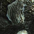../images/coraux-suit-genres/Genres-photossuit/Agariciidae-Pachyseris/IMG_6151.jpg