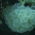 ../images/coraux-suit-genres/Genres-photossuit/Caryophyllidae-Plerogyra/DSC04071.jpg