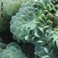 ../images/coraux-suit-genres/Genres-photossuit/Caryophyllidae-Plerogyra/DSC04143.jpg