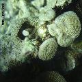 ../images/coraux-suit-genres/Genres-photossuit/Fungiidae-Fungia/DSC04122.jpg