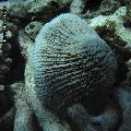 ../images/coraux-suit-genres/Genres-photossuit/Fungiidae-Fungia/IMG_5552.jpg