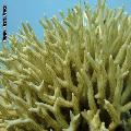 ../images/coraux-suit-genres/Genres-photossuit/Pocilloporidae-Seriatopora/DSC04042.jpg