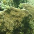 ../images/genres-mau-800x800/Padabacia/DSC01651.jpg