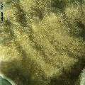 ../images/genres-mau-800x800/Padabacia/DSC01654.jpg
