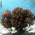 ../images/genres-mau-800x800/Pocillopora/IMG_3045.jpg