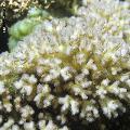 ../images/genres-mau-800x800/Pocillopora/IMG_3860.jpg