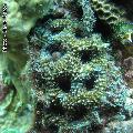 ../images/illus-genres-tous/Acanthastrea-sp/IMG_5674-acanthastrea.jpg